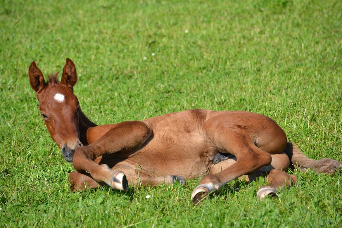 Holstener Chicago's corani ff billede 1