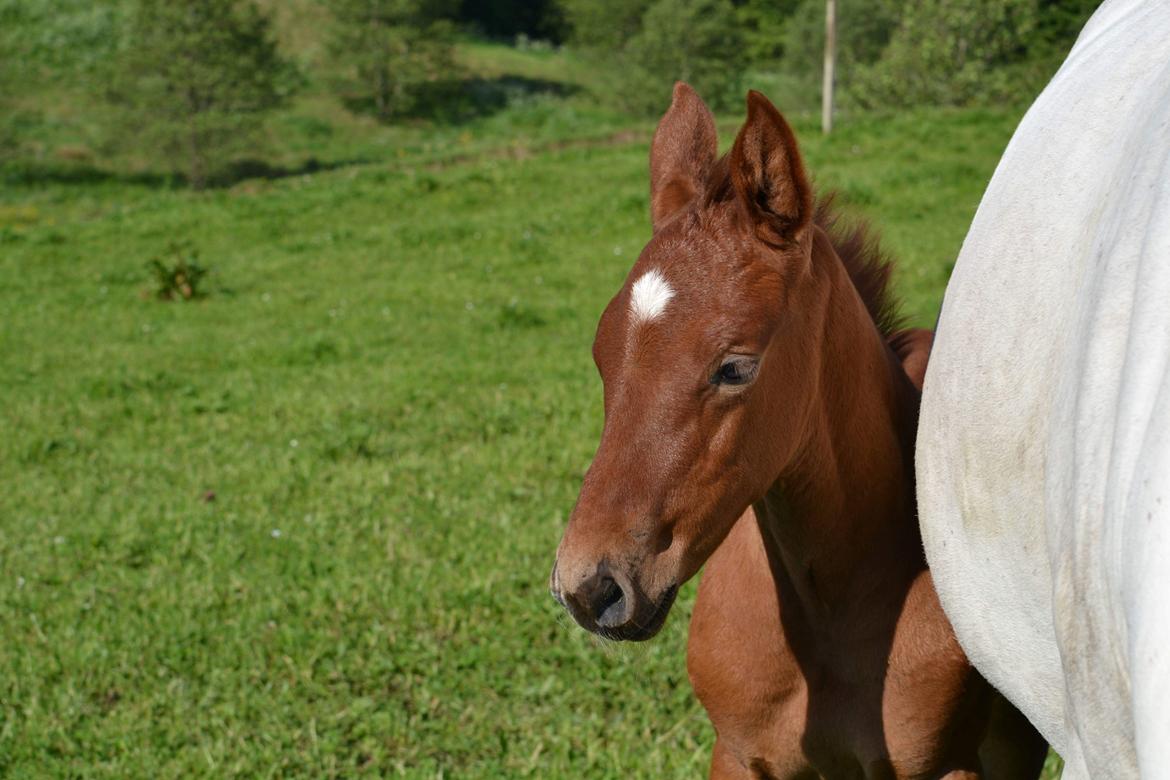 Holstener Chicago's corani ff billede 2