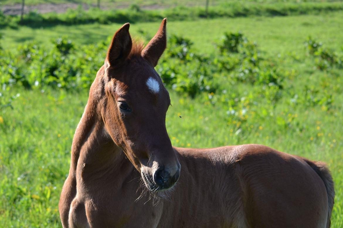 Holstener Chicago's corani ff billede 3