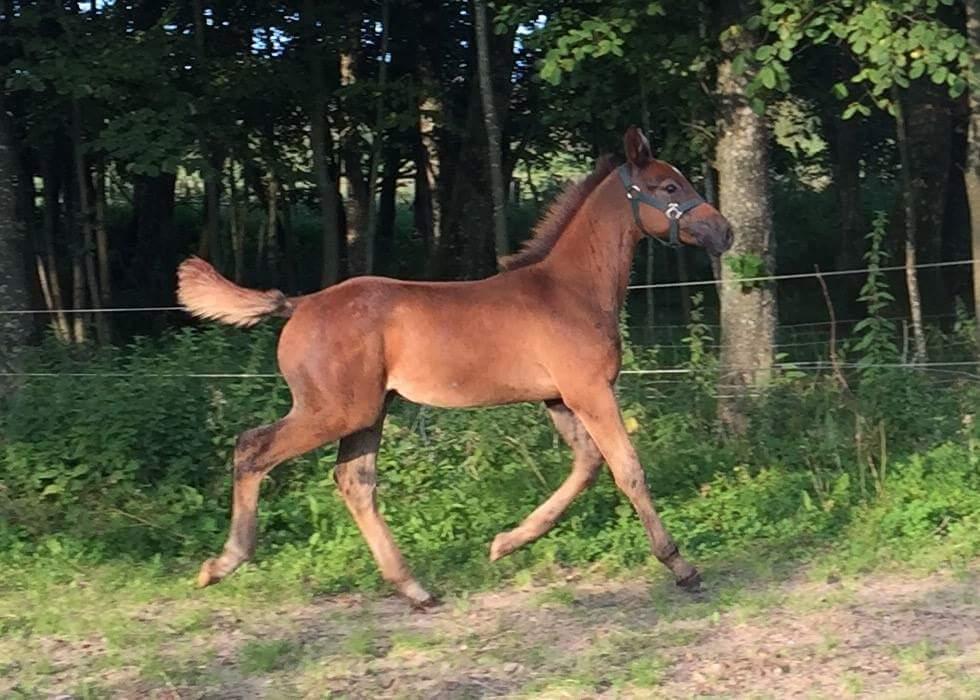 Holstener Chicago's corani ff billede 4