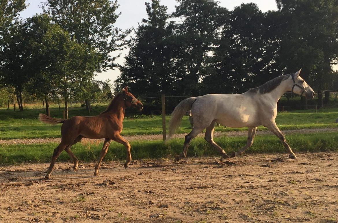 Holstener Chicago's corani ff billede 5