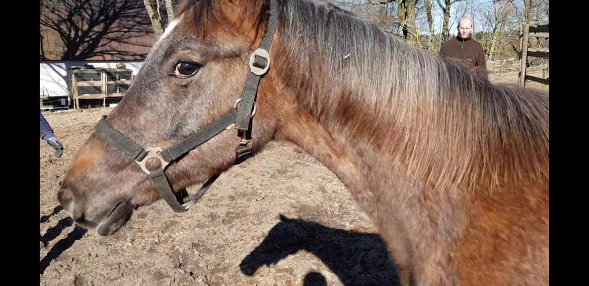 Holstener Chicago's corani ff billede 6