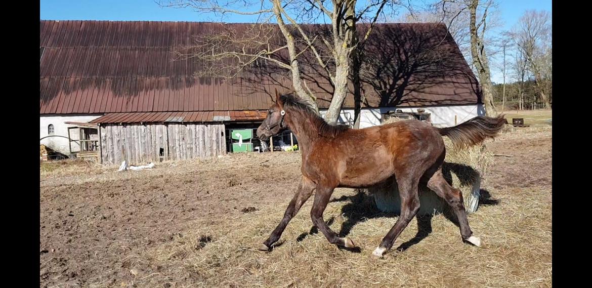 Holstener Chicago's corani ff billede 7