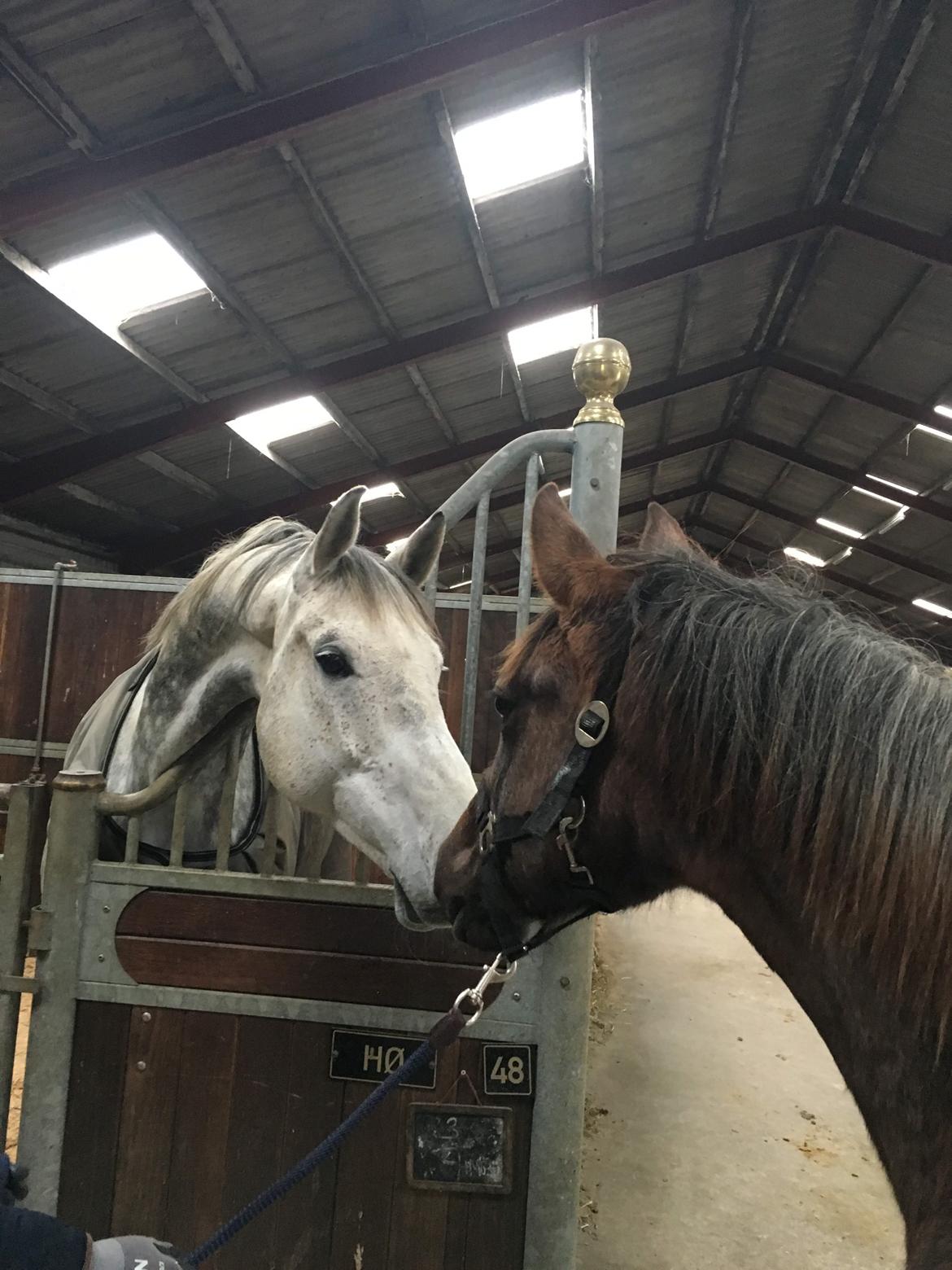 Holstener Chicago's corani ff billede 9