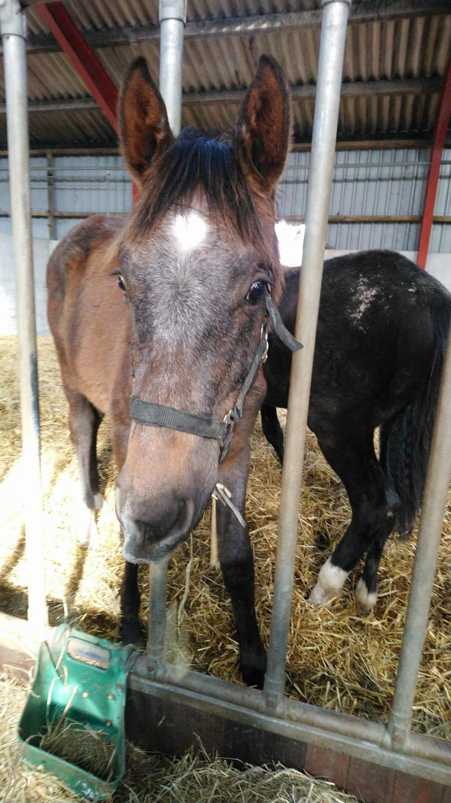 Holstener Chicago's corani ff billede 10