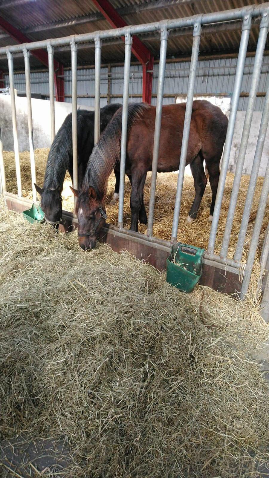 Holstener Chicago's corani ff billede 11