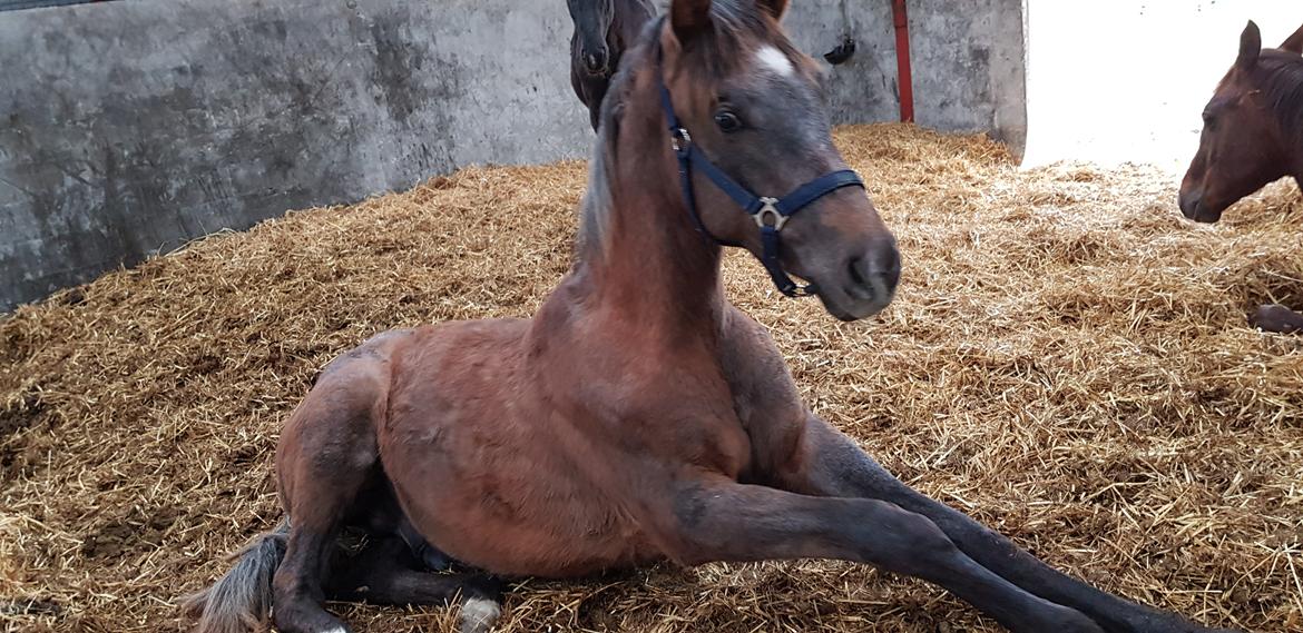 Holstener Chicago's corani ff billede 12