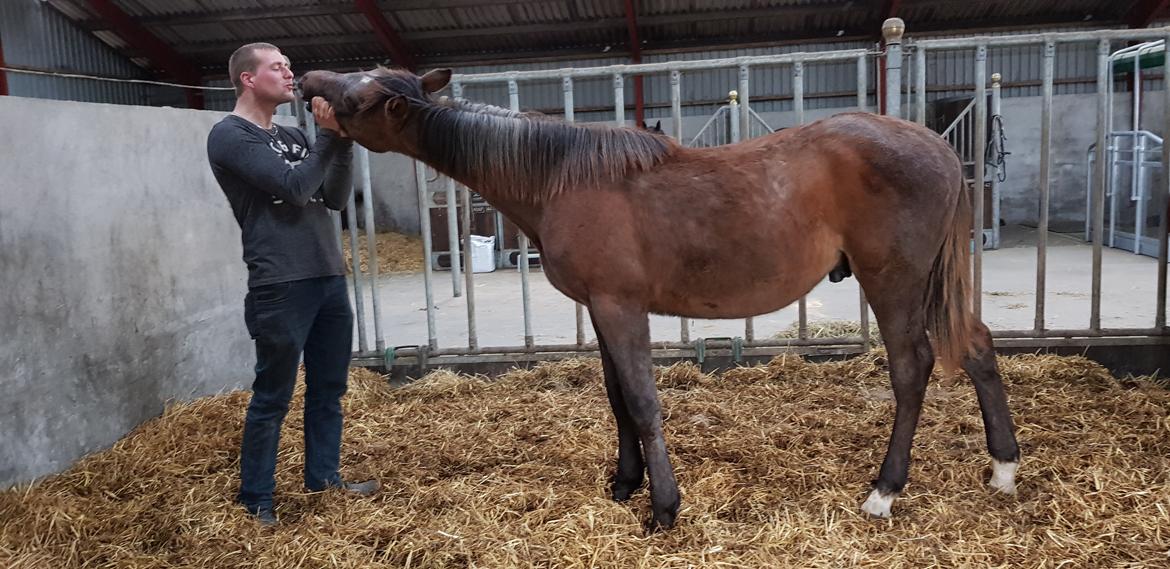 Holstener Chicago's corani ff billede 13