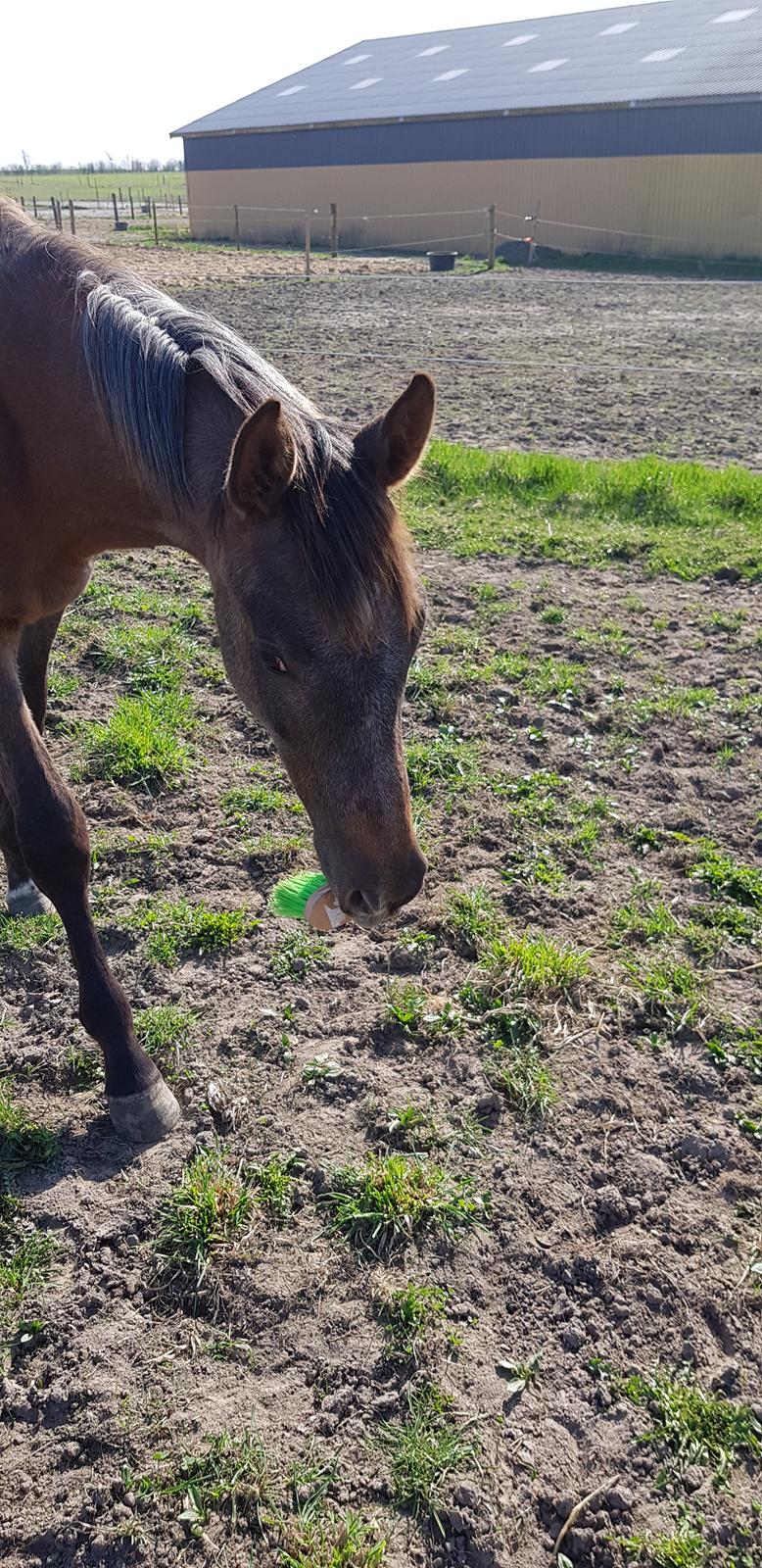 Holstener Chicago's corani ff billede 14