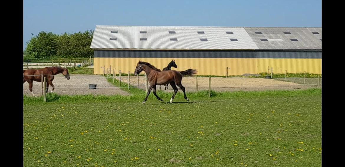 Holstener Chicago's corani ff billede 15