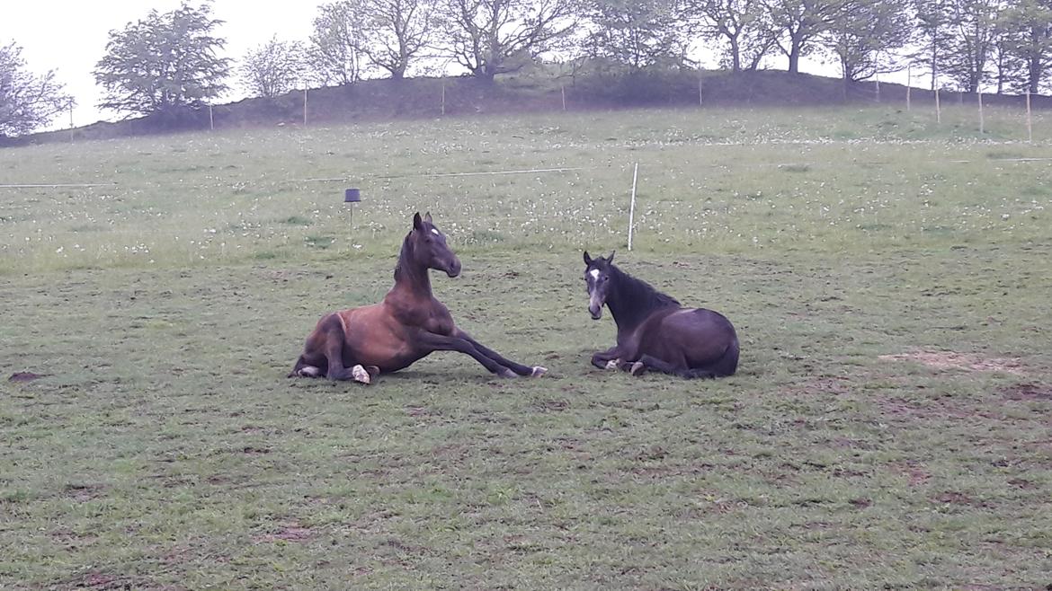 Holstener Chicago's corani ff billede 17