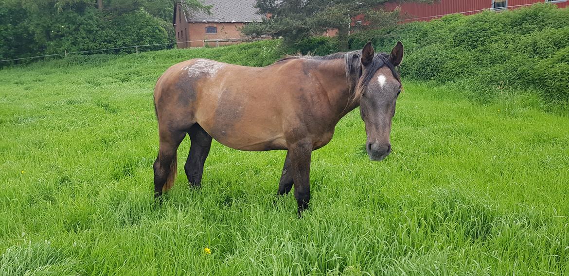 Holstener Chicago's corani ff billede 18