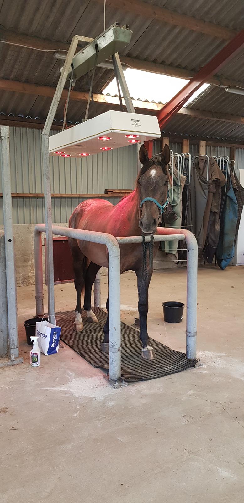 Holstener Chicago's corani ff billede 19