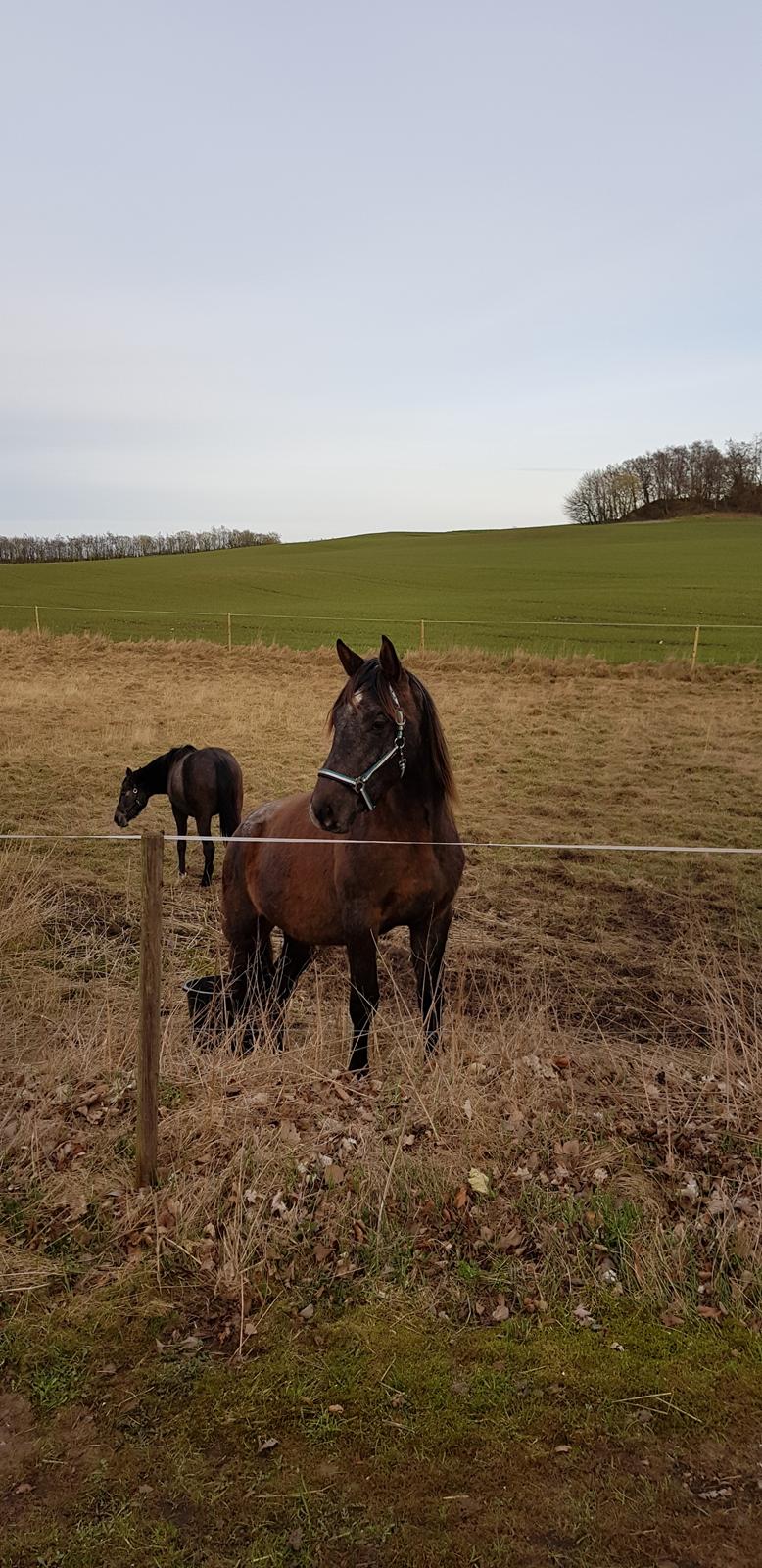 Holstener Chicago's corani ff billede 20