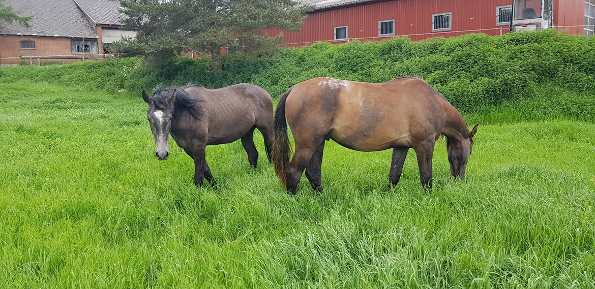 Anden særlig race Quickstar b billede 4