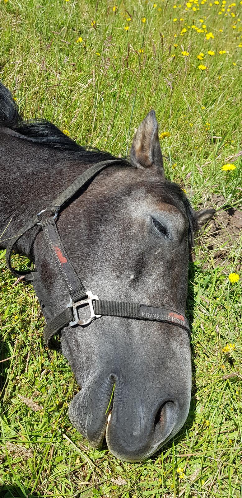 Anden særlig race Quickstar b billede 6