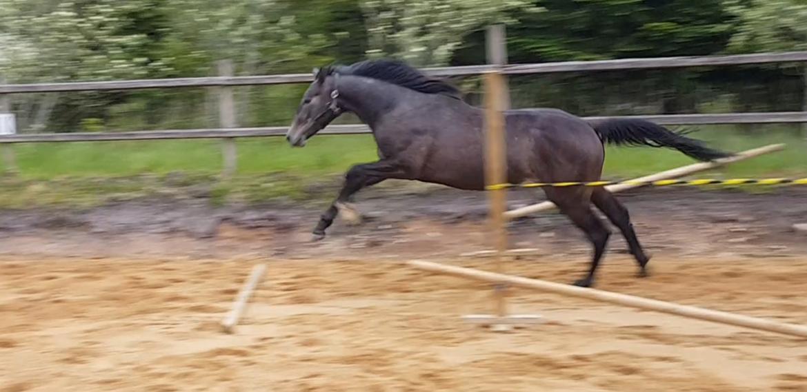 Anden særlig race Quickstar b billede 10