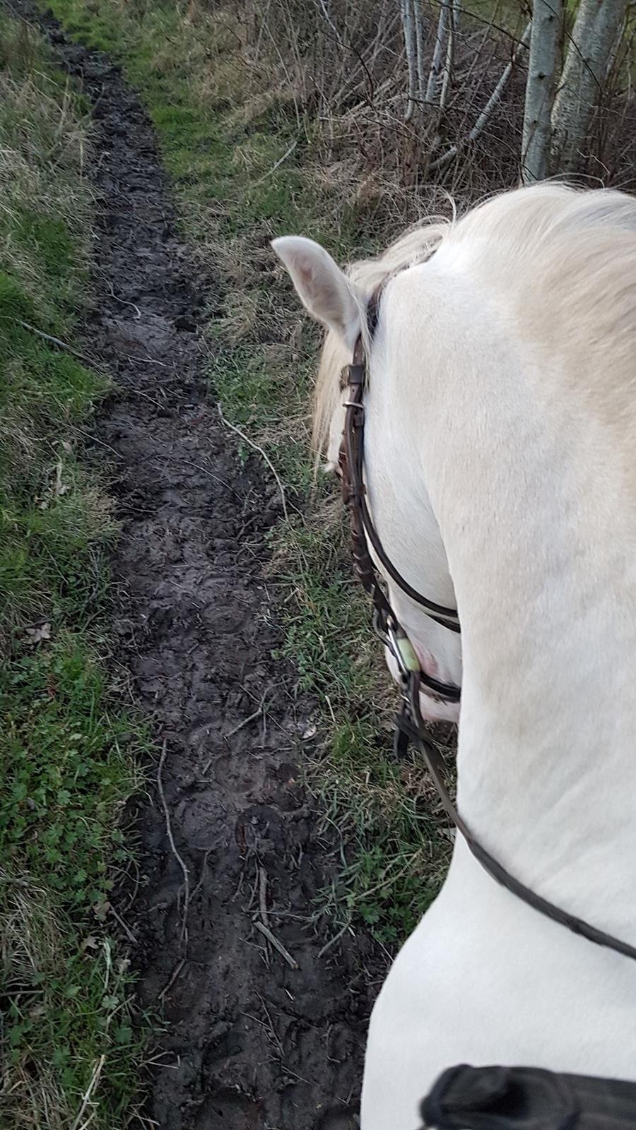 Welsh Pony (sec B) Cadlanvalley Moonlight  (GBR) Aka Valli.  - På vej hjem fra en tur i skoven billede 16