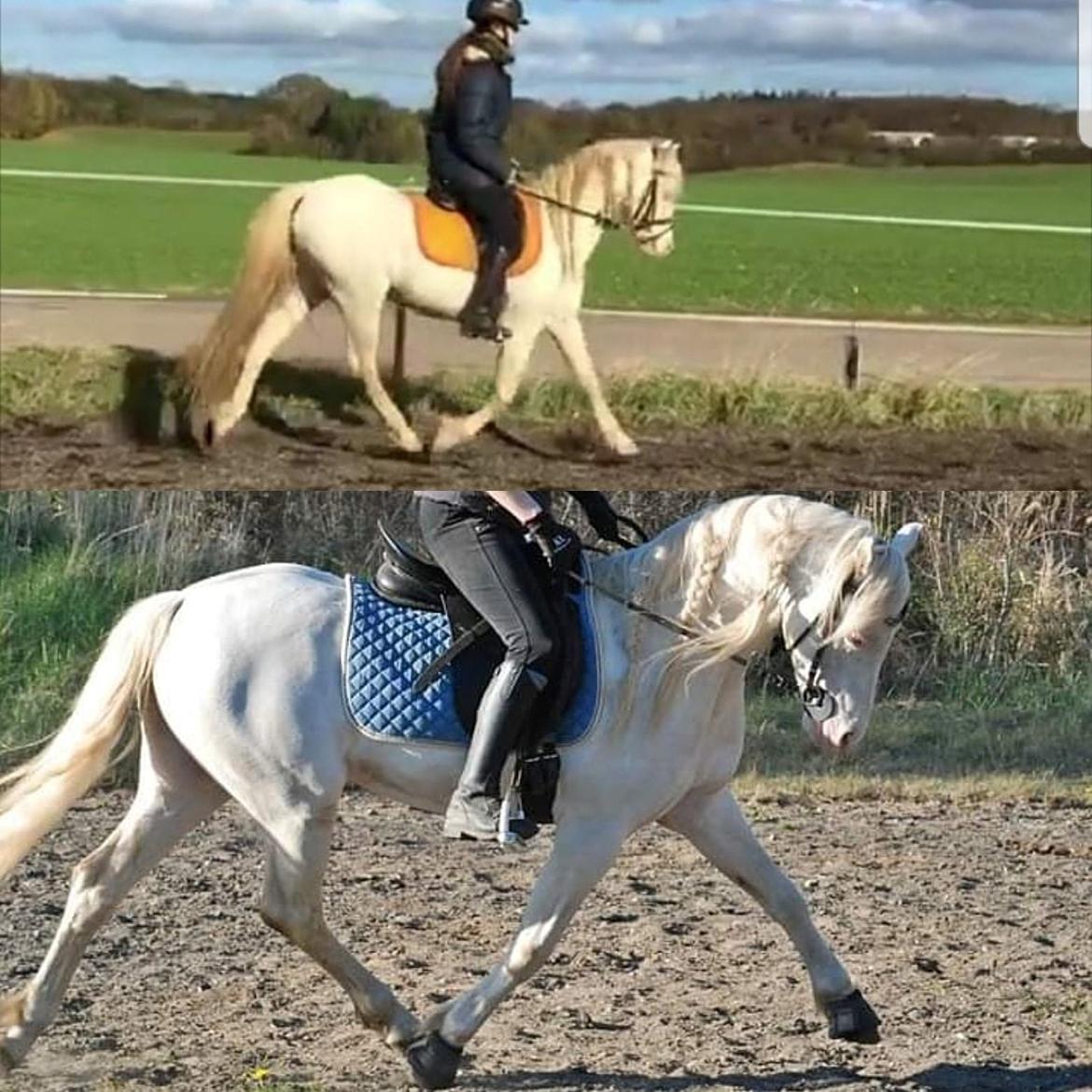 Welsh Pony (sec B) Cadlanvalley Moonlight  (GBR) Aka Valli.  - Der er 6 måneder måneder mellem de billeder blev taget, øverst er da jeg prøvede ham for første gang, nederst er 6 måneder senere, synes vi er kommet godt derhenad mod gode muskler og sug på biddet billede 2