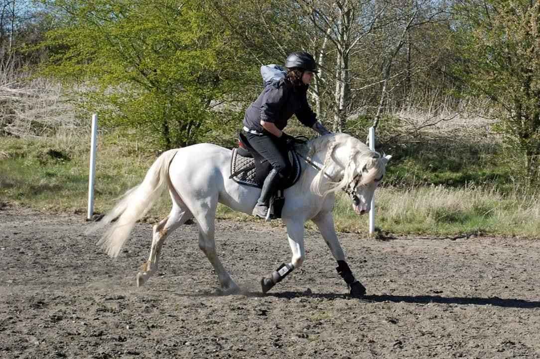 Welsh Pony (sec B) Cadlanvalley Moonlight  (GBR) Aka Valli.  - "Good boy" Blev der sagt billede 18