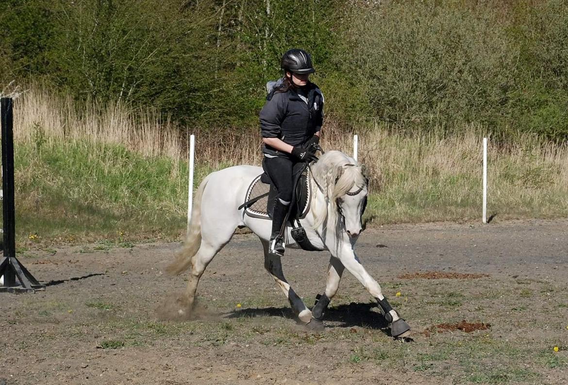 Welsh Pony (sec B) Cadlanvalley Moonlight  (GBR) Aka Valli.  billede 19