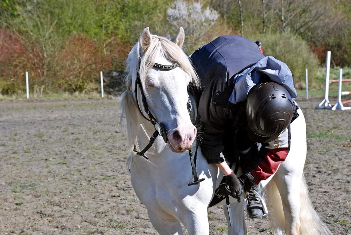 Welsh Pony (sec B) Cadlanvalley Moonlight  (GBR) Aka Valli.  billede 5