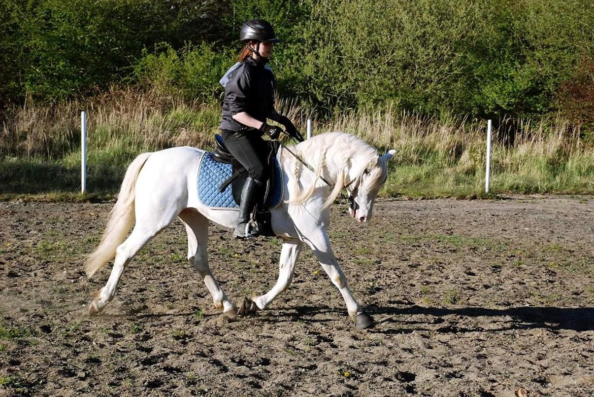 Welsh Pony (sec B) Cadlanvalley Moonlight  (GBR) Aka Valli.  - Koncentreret ridning, vi er ved at være der hvor jeg gerne vil have ham. billede 3