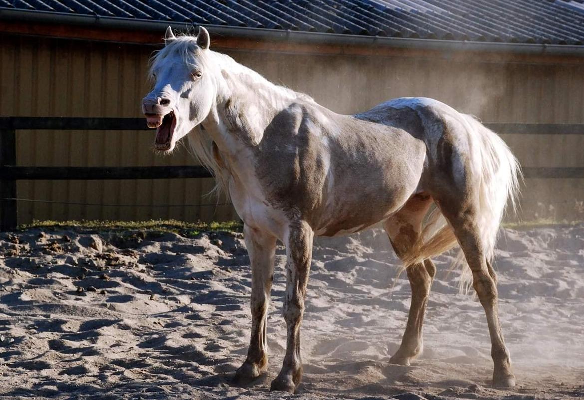 Welsh Pony (sec B) Cadlanvalley Moonlight  (GBR) Aka Valli.  - Jeg troede at jeg havde en perlino farve pony, det var han ikke enig i den dag. billede 6