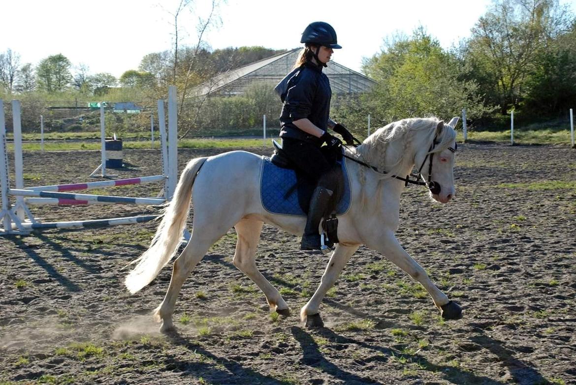 Welsh Pony (sec B) Cadlanvalley Moonlight  (GBR) Aka Valli.  billede 7