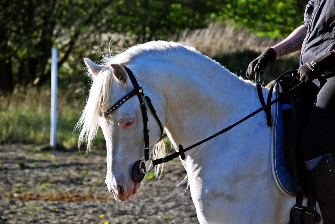 Welsh Pony (sec B) Cadlanvalley Moonlight  (GBR) Aka Valli.  - Fotogene pony, er så vild med ham!  billede 4