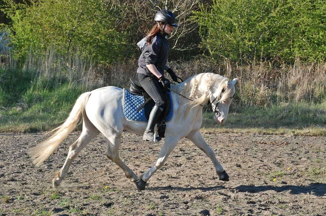 Welsh Pony (sec B) Cadlanvalley Moonlight  (GBR) Aka Valli.  - Se lige de muskler!  billede 17