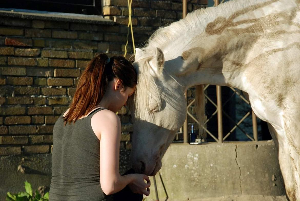 Welsh Pony (sec B) Cadlanvalley Moonlight  (GBR) Aka Valli.  - My soul mate, en dag hvor vi tog billeder, hvor han var løs på banen billede 1