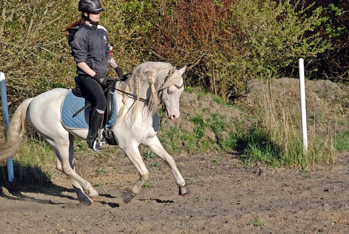 Welsh Pony (sec B) Cadlanvalley Moonlight  (GBR) Aka Valli.  - Galoppen har vi så småt også på plads, der mangler dog lidt balance endnu, men han er blevet så god, og løber ikke som han gjorde i starten billede 10