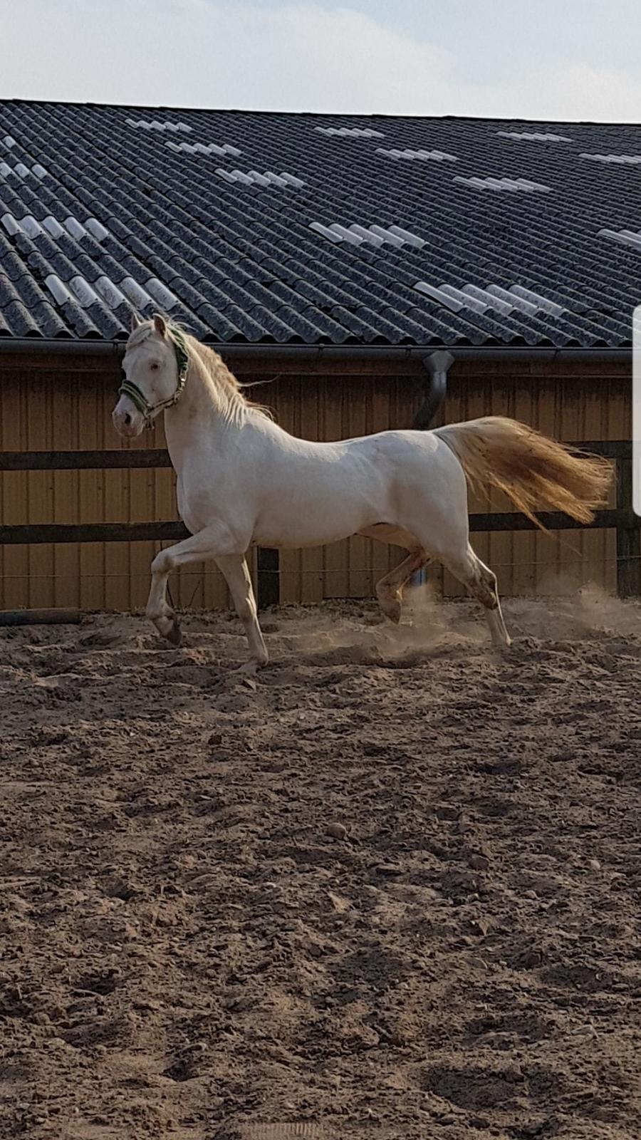 Welsh Pony (sec B) Cadlanvalley Moonlight  (GBR) Aka Valli.  - "Kongen" viser lige sine moves  billede 8