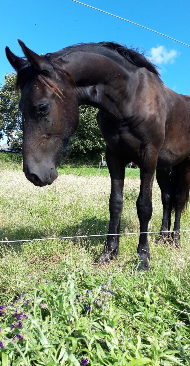 Frieser Ghost billede 1