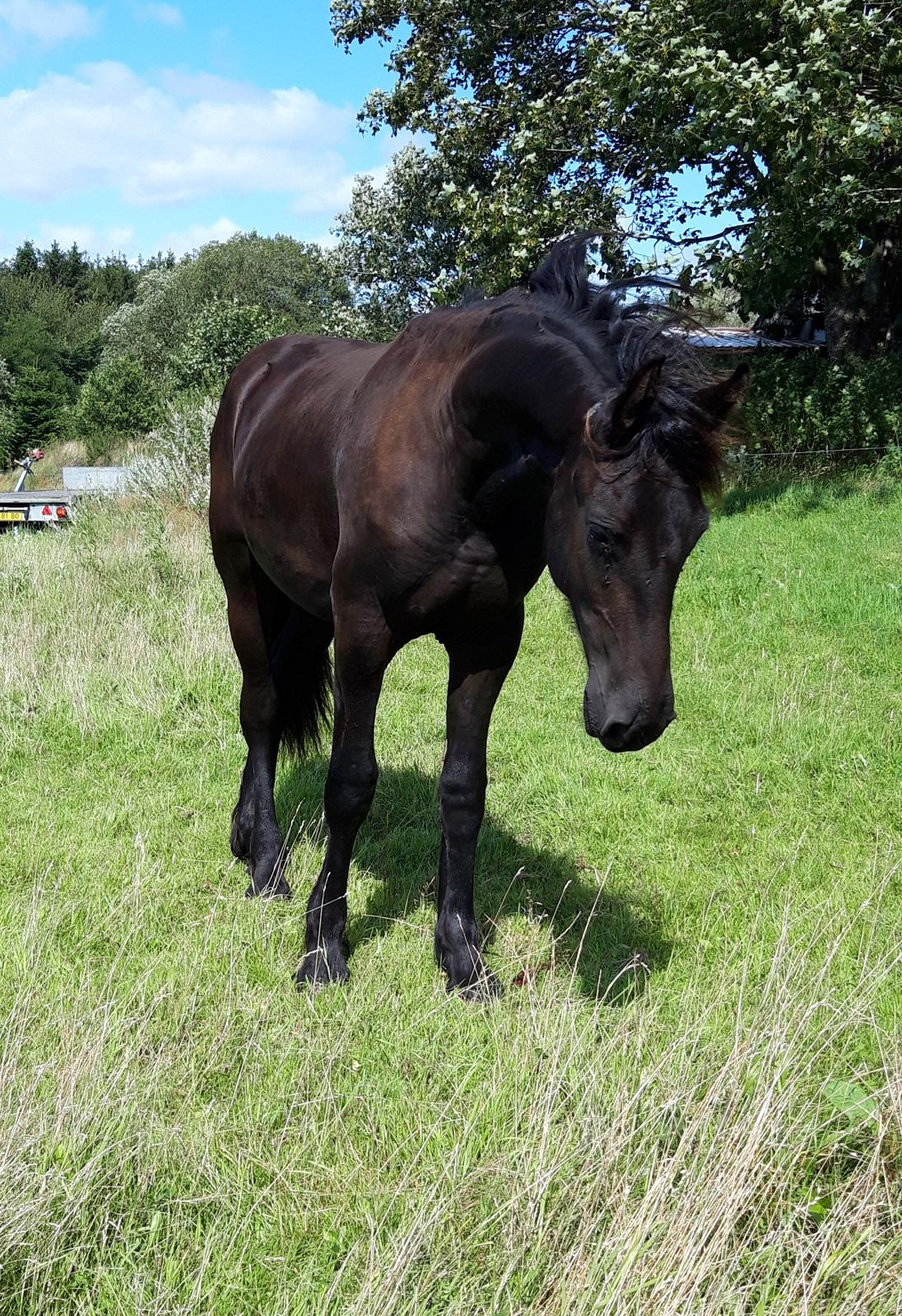 Frieser Ghost billede 3