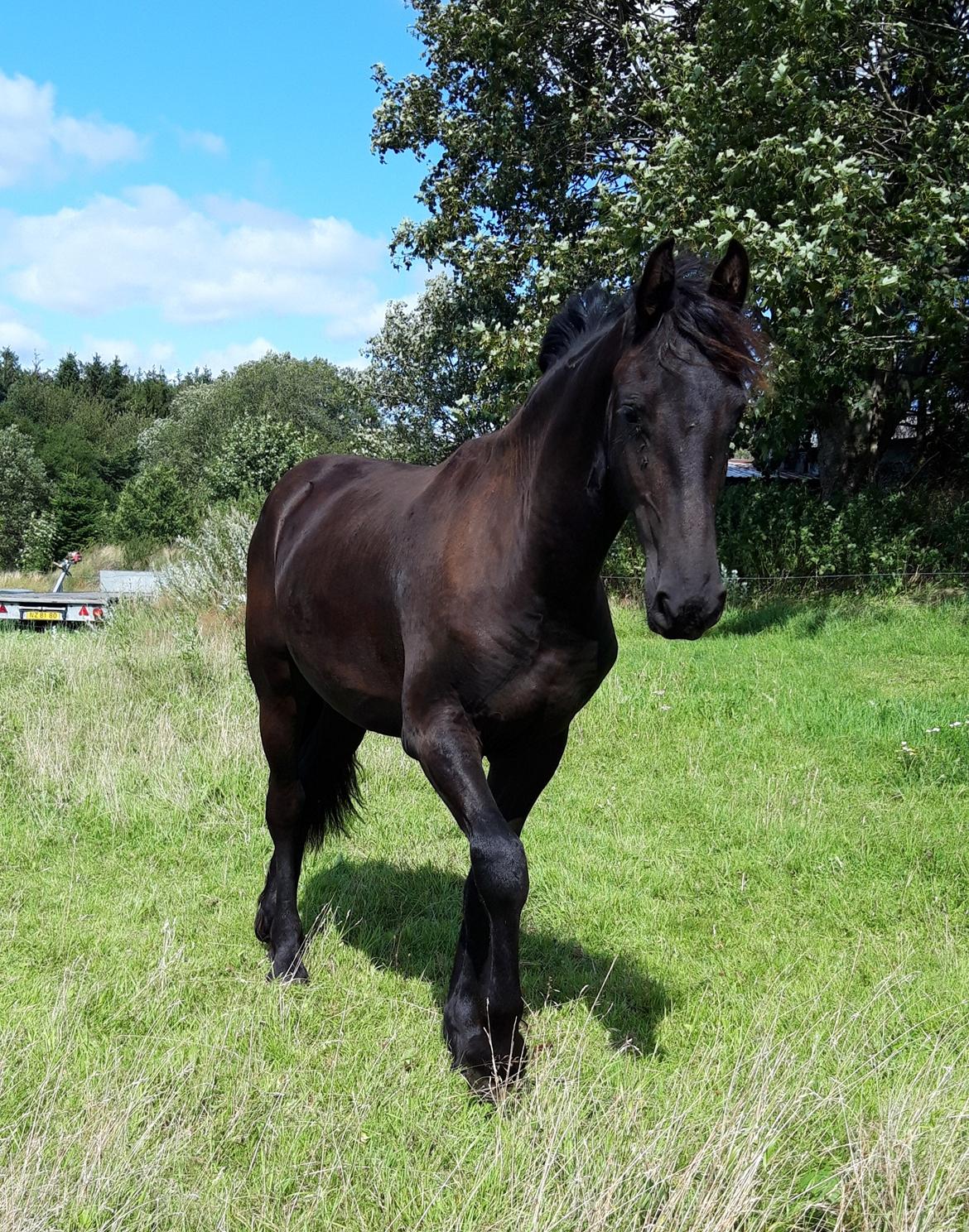 Frieser Ghost billede 2