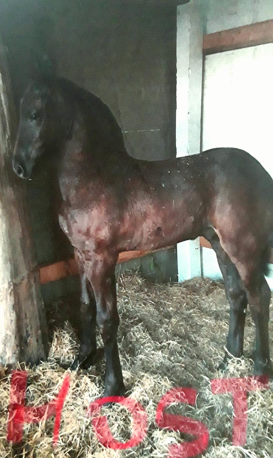 Frieser Ghost billede 4