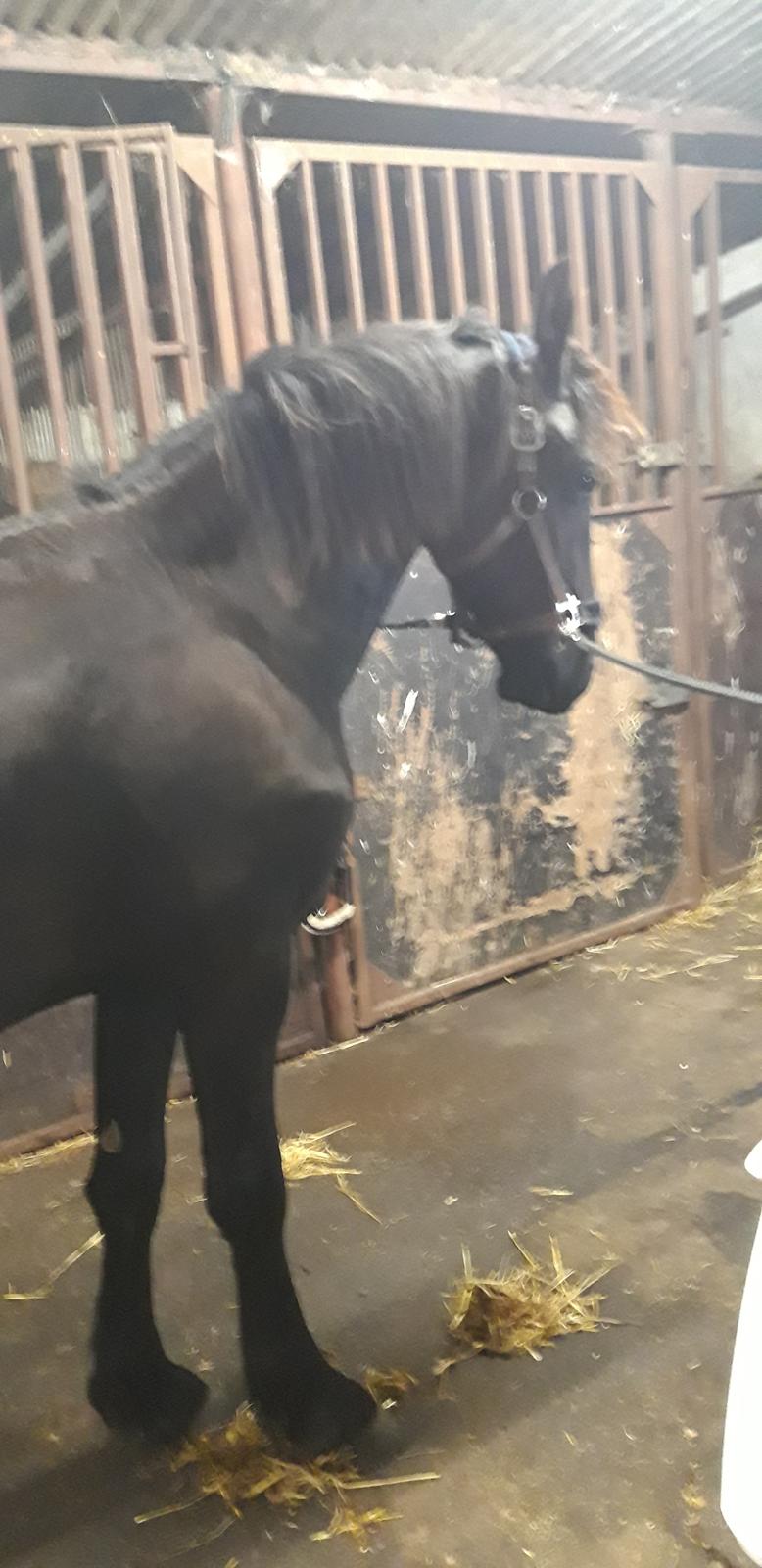 Frieser Ghost billede 5