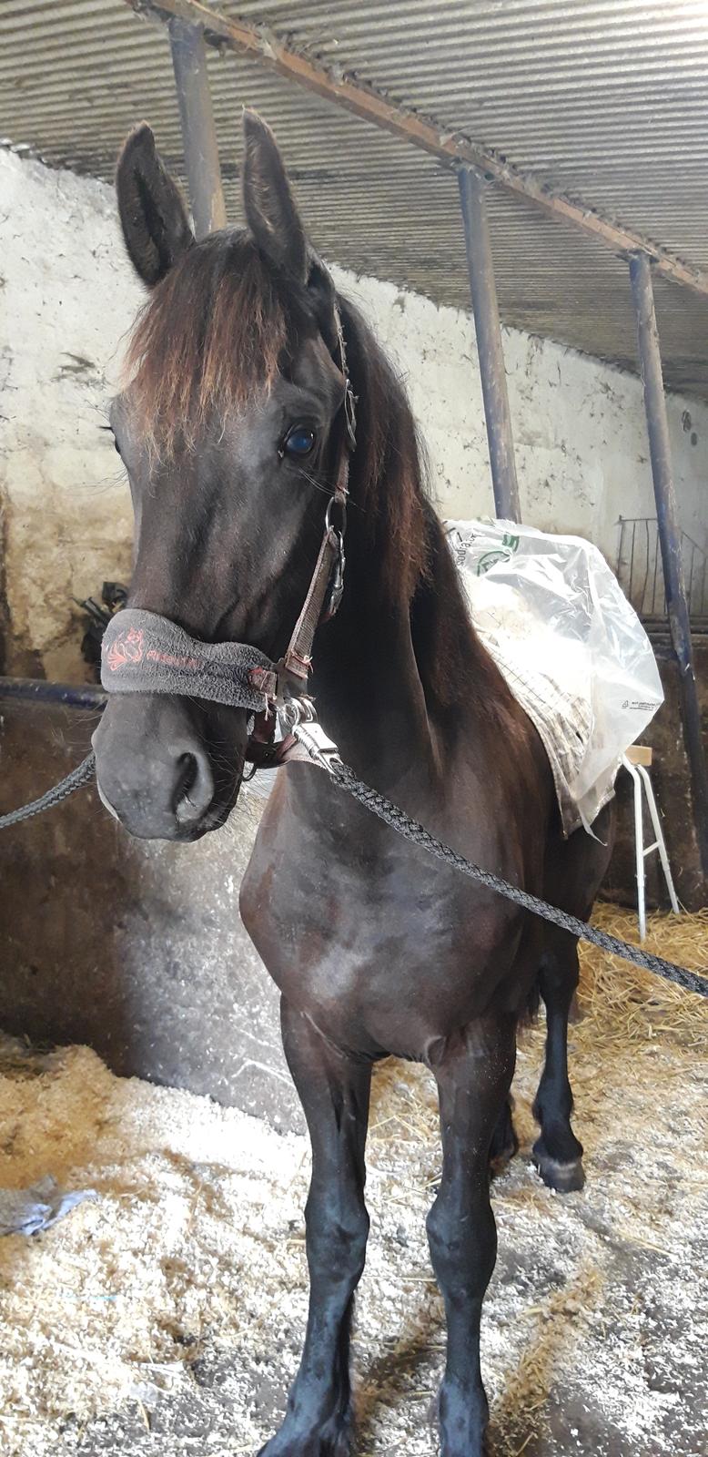 Frieser Ghost billede 6