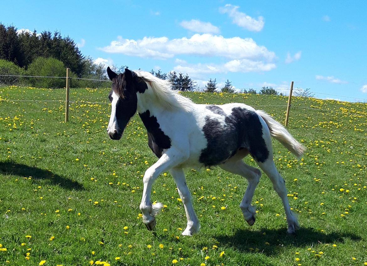 Anden særlig race Calypso billede 4