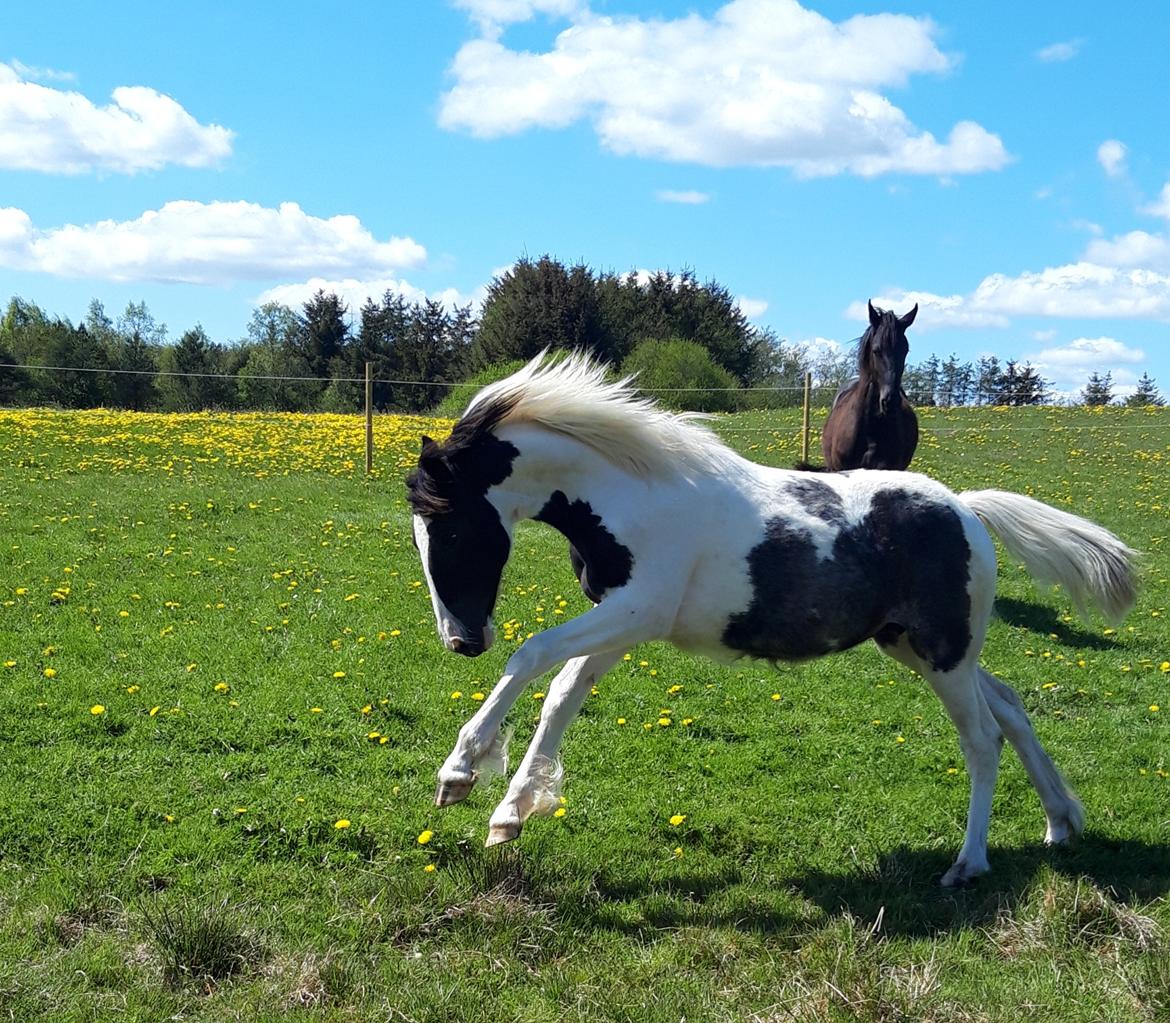 Anden særlig race Calypso billede 5