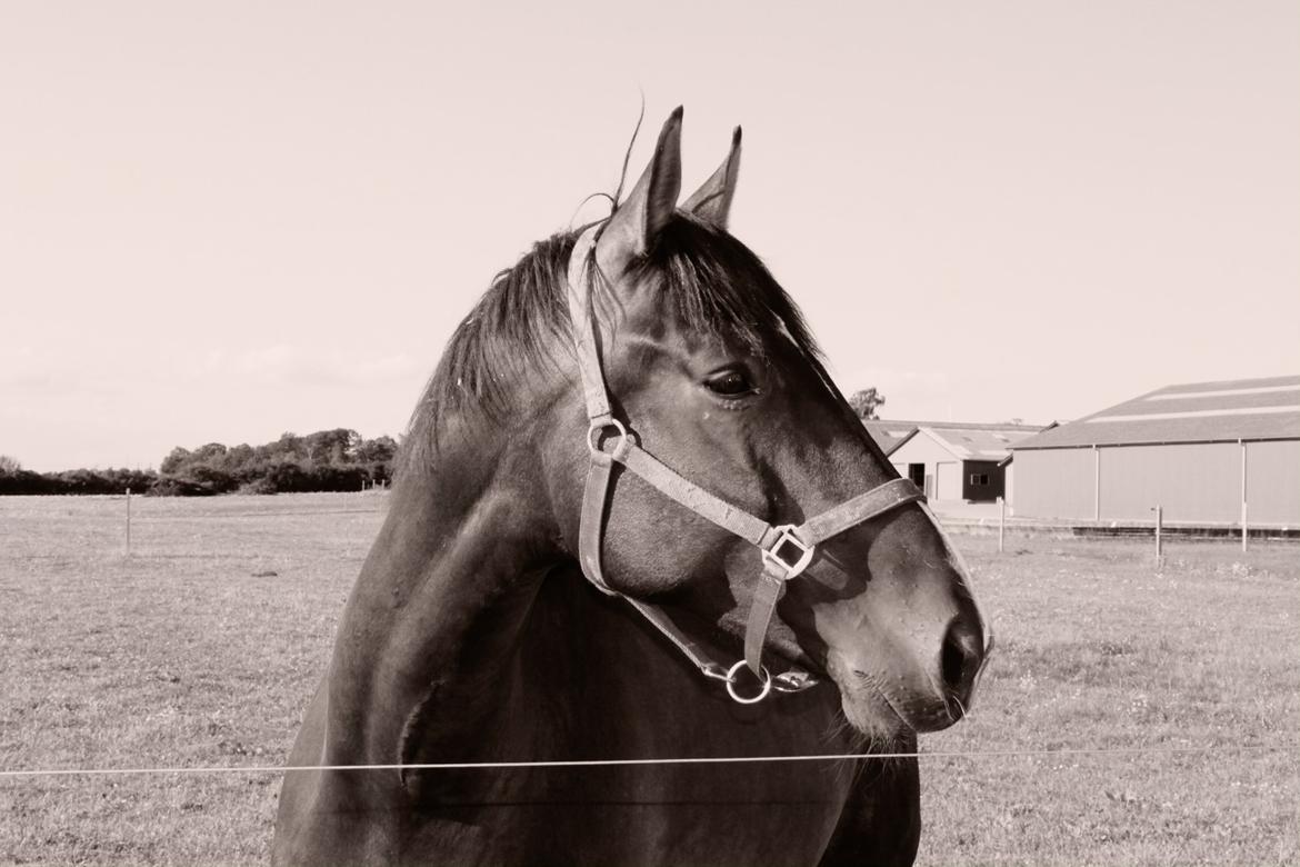 Hannoveraner Kaktusas billede 13