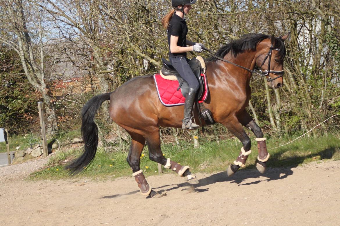 Dansk Varmblod Miss Amara  billede 24