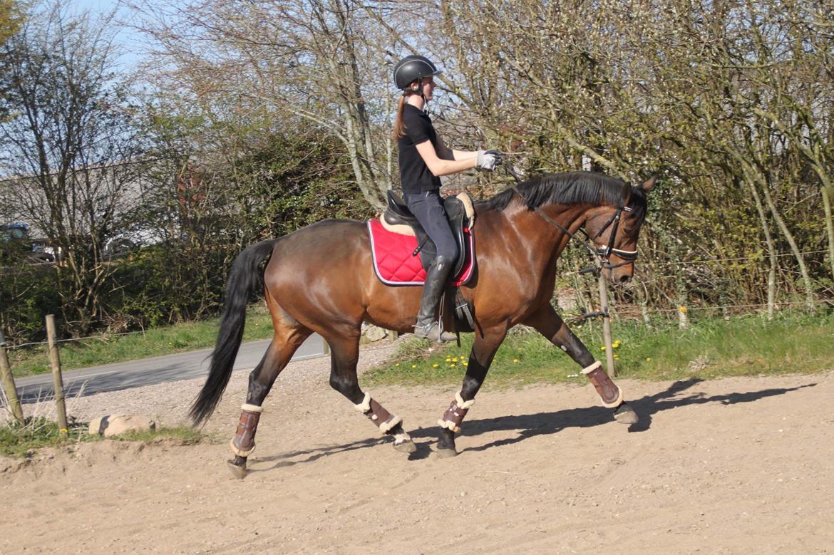 Dansk Varmblod Miss Amara  billede 23