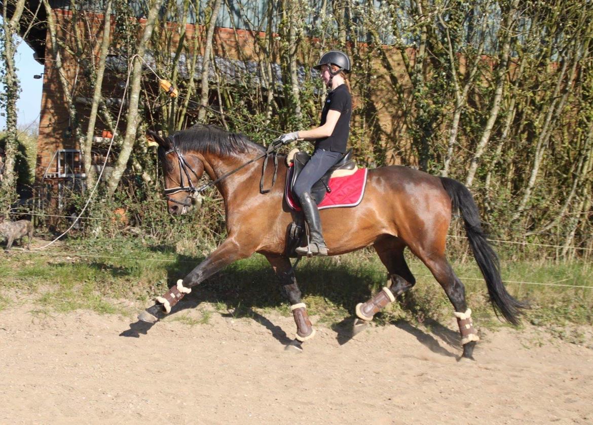 Dansk Varmblod Miss Amara  billede 26