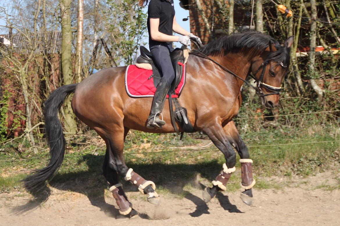 Dansk Varmblod Miss Amara  billede 27