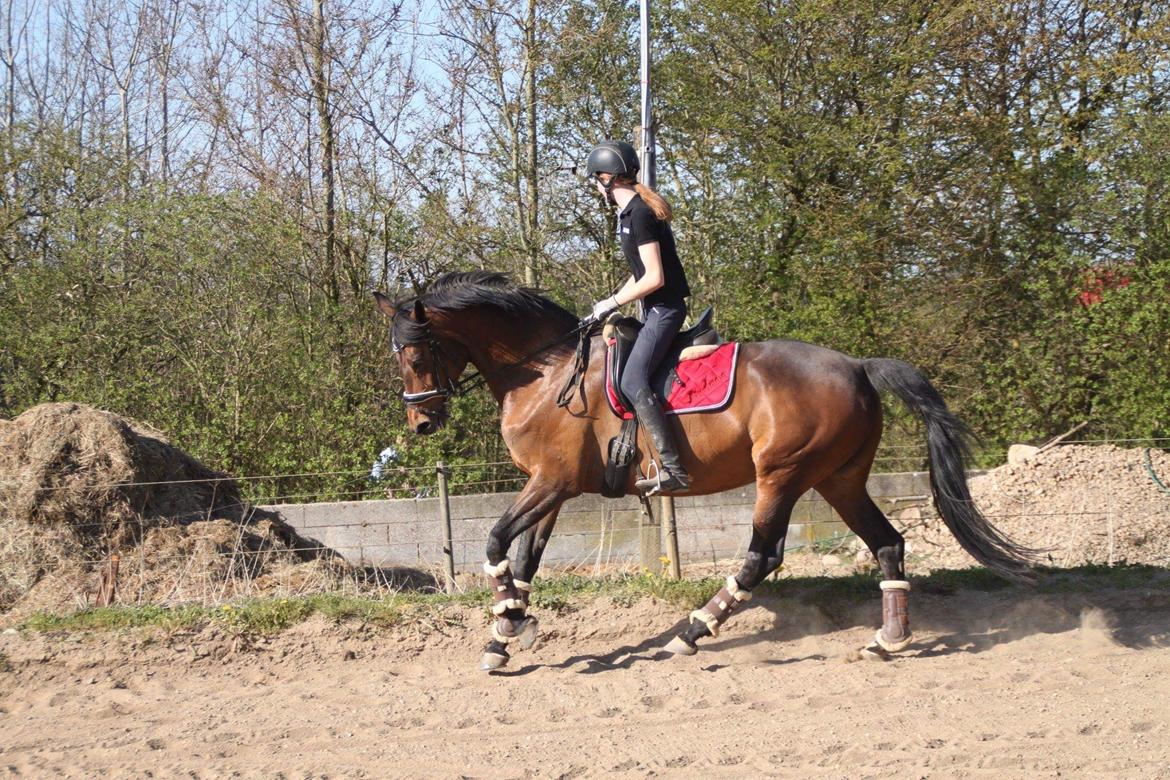 Dansk Varmblod Miss Amara  billede 25