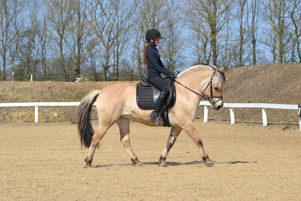 Fjordhest Mille hellumlund billede 2