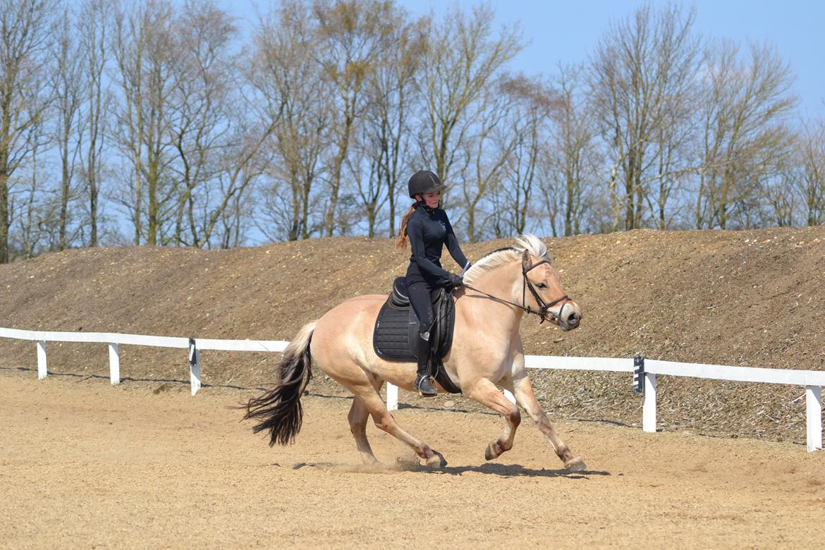 Fjordhest Mille hellumlund billede 6